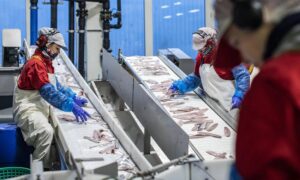 Workers processing fish in an manufacturing plant that relies on high purity caustic soda pearls from Camachem